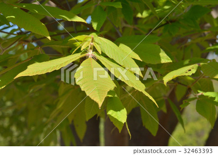 Tree: Megusurinoki clover 32463393