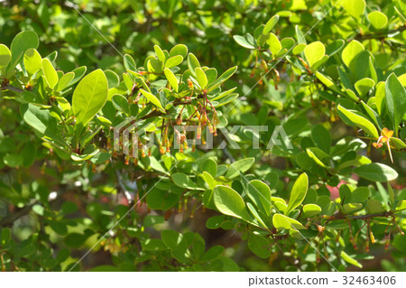 Tree: Megi Meguatry 32463406