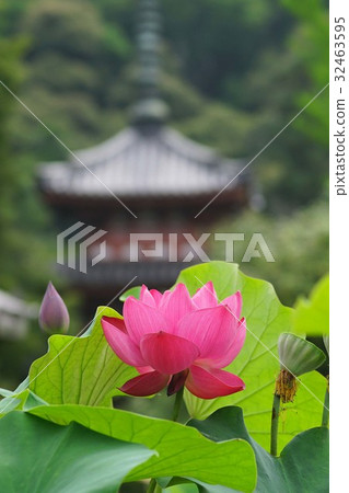 在Mimurotoji寺的蓮花 32463595