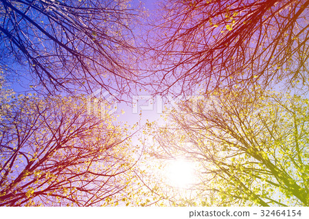 Worm's Eye View Shop Up of Sky Trees Worm's Eye View Shop Up of Sky Trees 32464154