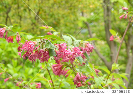 樹:櫟科(Quercus hidcidae) 樹:櫟科(Quercus hidcidae) 32466158