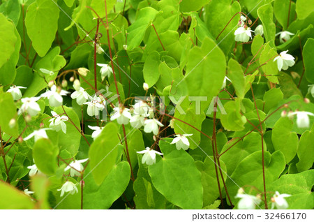 Plant: Baikokari Saweaki Plant: Baikokari Saweaki 32466170
