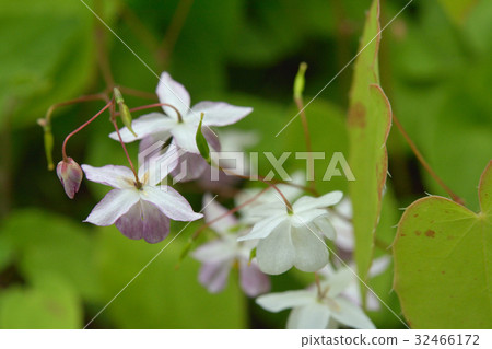 Plant: Baikokari Saweaki Plant: Baikokari Saweaki 32466172