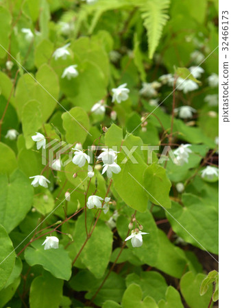 Plant: Baikokari Saweaki 32466173
