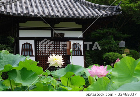 Lotus flowers at Mimurotoji Temple 32469337