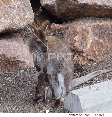Kangaroo with baby , Australia Kangaroo with baby , Australia 32469363