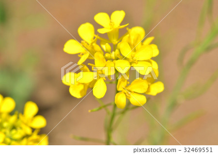 Plants: Brassicaceae Brassicaceae Plants: Brassicaceae Brassicaceae 32469551