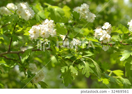Tree: Hawthorn Tree: Hawthorn 32469561