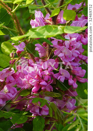 優雅的美麗Hana金合歡 32469752