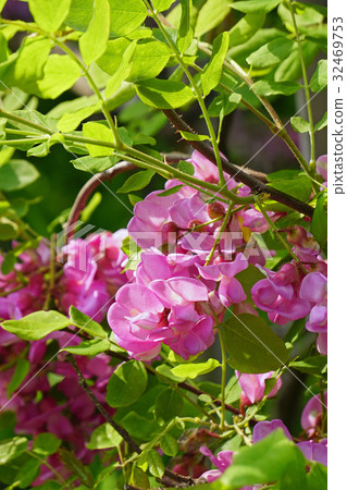 優雅的美麗Hana金合歡 優雅的美麗Hana金合歡 32469753