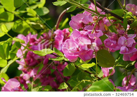 Elegant beauty Hana acacia 32469754
