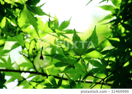 新鮮的綠色,初夏,新鮮的綠色楓樹 新鮮的綠色,初夏,新鮮的綠色楓樹 32469990