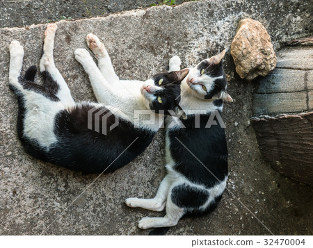 twin black and white cats 32470004