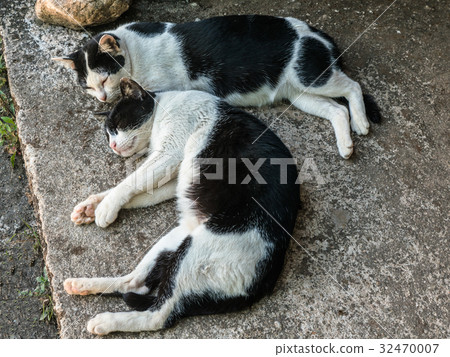 twin black and white cats 32470007