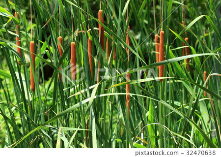 Natural plants Himama, a lot of elongated leaves grow from underwater. Eri will come out and notice the existence 32470638