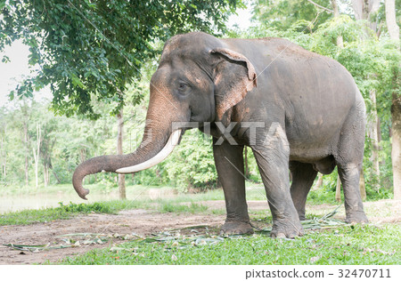 Big Thai elephant in forest,reserve animal Big Thai elephant in forest,reserve animal 32470711