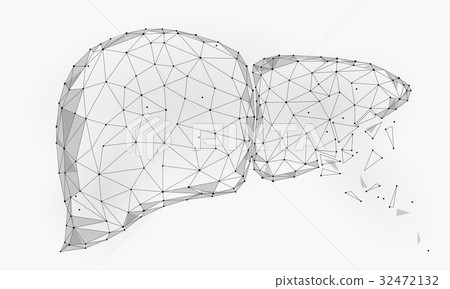 Treatment regeneration decay Human Liver Internal 32472132