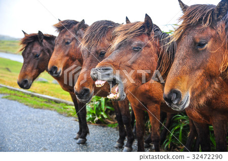 Horse Horse 32472290