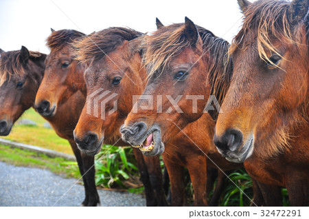 Horse Horse 32472291