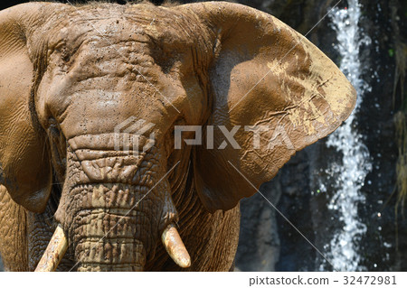 [Animal] African elephant up (6) 32472981
