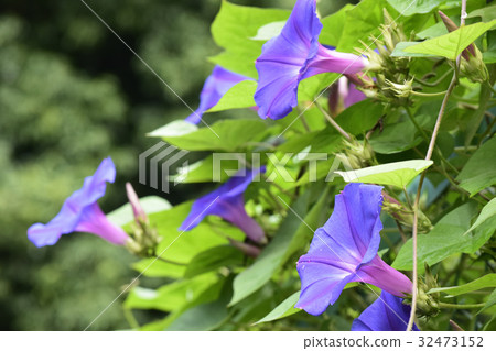 喇叭花 32473152