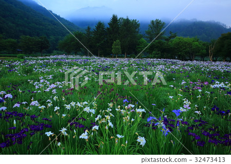 Nishihaoga Ayame Garden Nishihaoga Ayame Garden 32473413