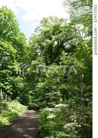 Nopporo Forest Park Osawuchi Promenade（大澤路線） 32473502