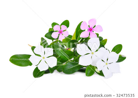 catharanthus roseus flower with green leaves catharanthus roseus flower with green leaves 32473535