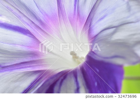 牽牛花起來 32473696