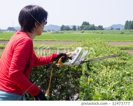 婦女與樹籬修剪器舉行樹籬 32473777