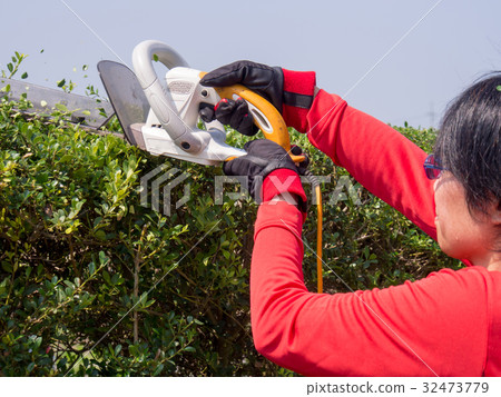 婦女與樹籬修剪器舉行樹籬 32473779