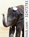 Small elephant 32473781