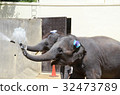 Small elephant 32473789