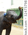 Small elephant 32473798