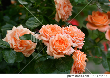 全國城市綠化橫濱交易會·日本大道網站 32474434