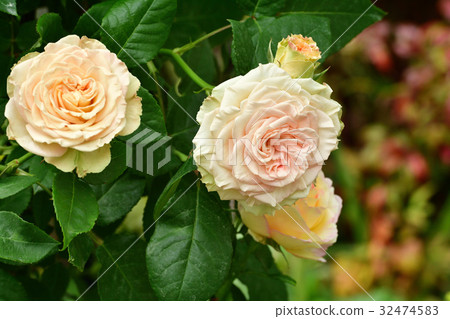 Nationwide Urban Greenery Yokohama Fair · Japan Boulevard Site 32474583