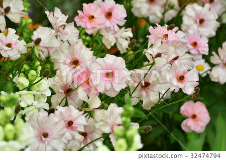 Nationwide Urban Greenery Yokohama Fair · Japan Boulevard Site 32474794
