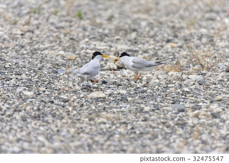 [野鳥]核心燕鷗的覓食行為 32475547
