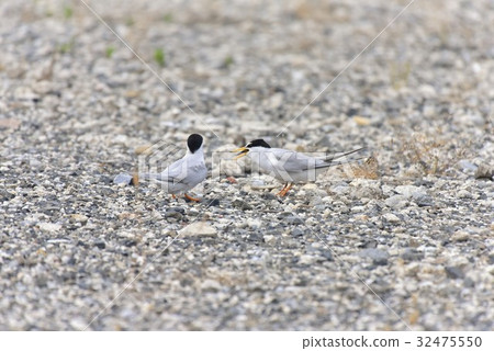 [Wild birds] Feeding courtship behavior of the Core Tern 32475550