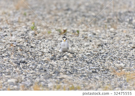 [Wild birds] Core tern in the nest 32475555