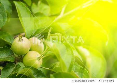 Green fruit apples 32475565