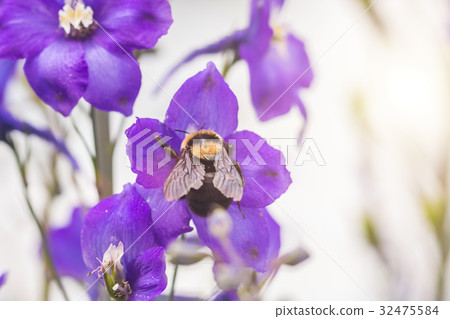 A macro shot of a bumblebee 32475584