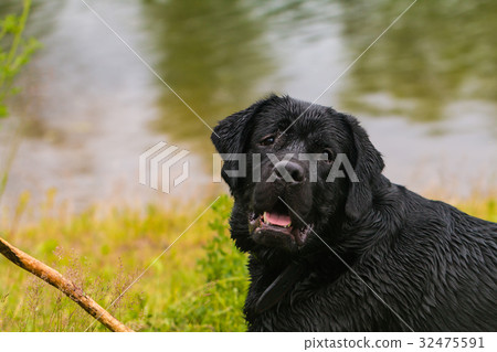 big black dog labrador 32475591