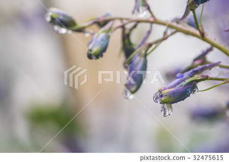 Larkspur flowers, Delphinium elatum 32475615