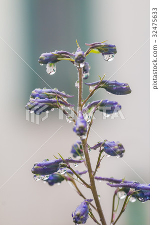 Larkspur flowers, Delphinium elatum 32475633