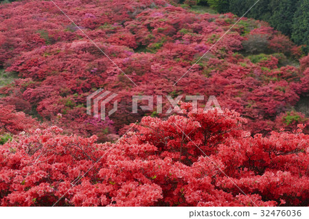 Katsuragiyama奈良縣的杜鵑花 32476036