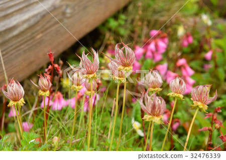 Flower garden at side of tree road 32476339