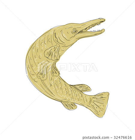 Alligator Gar Fish Swimming Up Drawing 32476616