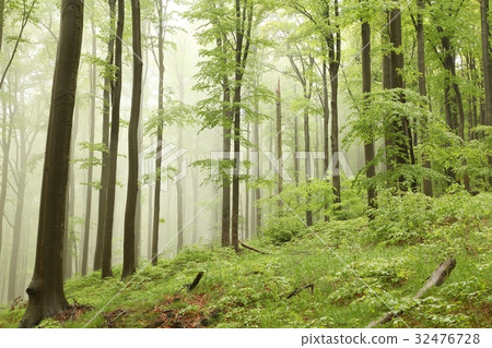 Landscape of beech forest on a foggy spring day Landscape of beech forest on a foggy spring day 32476728