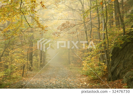 Autumn beech forest in the fog  32476730